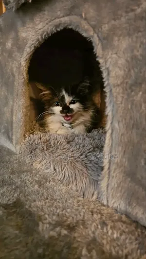 0-1 month Female Purebred Maine Coon