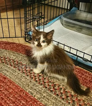 0-1 month Male Purebred Balinese