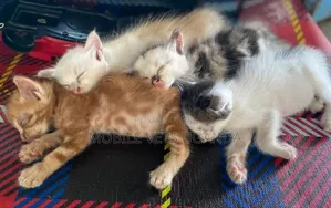 0-1 month Male Purebred Ocicat