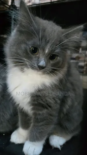 3-6 months Female Purebred Balinese
