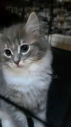 3-6 months Male Purebred Oriental