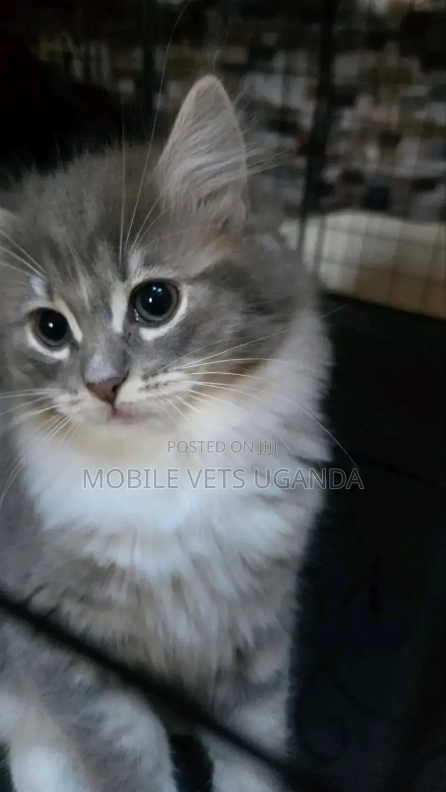 3-6 months Male Purebred Oriental