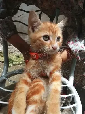 1-3 months Male Purebred American Curl