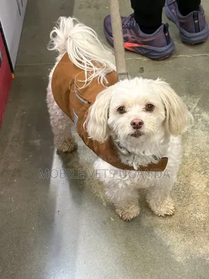 3-6 months Female Purebred Maltese