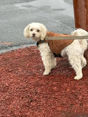 6-12 months Female Purebred Maltese