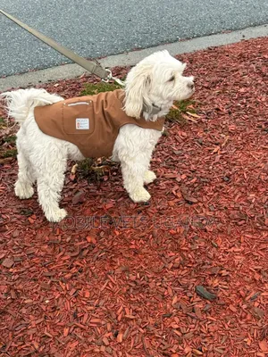 3-6 months Male Purebred Maltese
