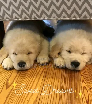 1-3 months Male Purebred Golden Retriever