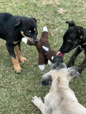 1-3 months Male Purebred Rottweiler