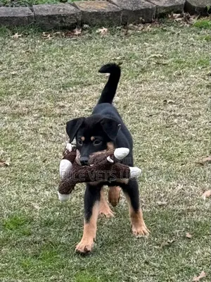 3-6 months Male Purebred Rottweiler