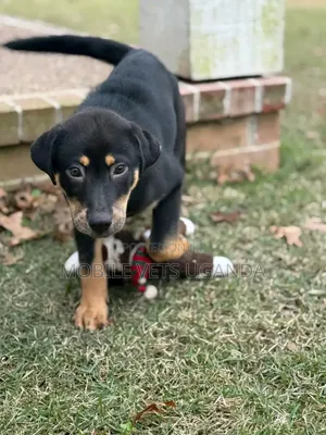 3-6 months Female Purebred Rottweiler