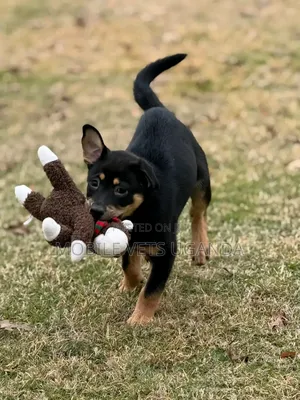 3-6 months Female Purebred Rottweiler