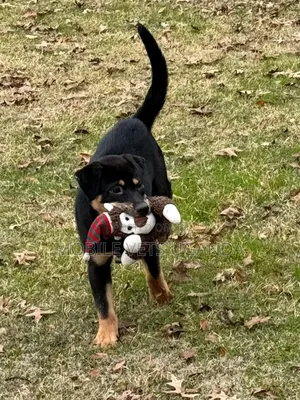 1-3 months Female Purebred Rottweiler
