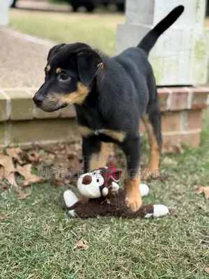 1-3 months Male Purebred Rottweiler