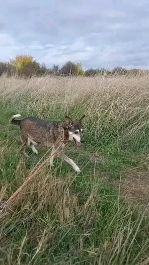 6-12 months Male Mixed Breed German Shepherd