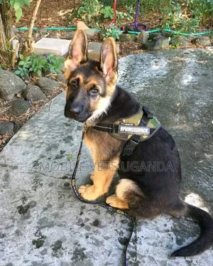 1-3 months Female Purebred German Shepherd