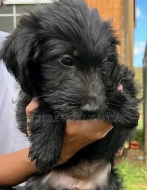 0-1 month Female Purebred Maltese
