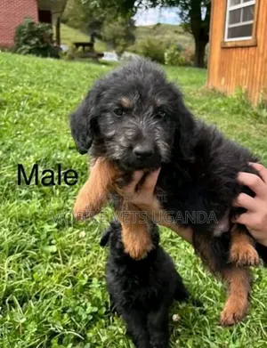 0-1 month Male Purebred Maltese