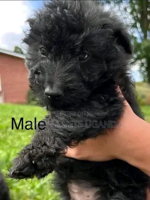 1-3 months Male Purebred Maltese