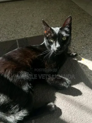 3-6 months Female Purebred Balinese