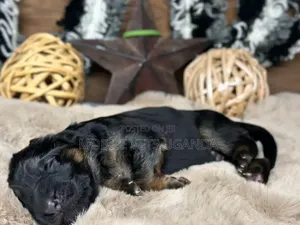 0-1 month Female Purebred German Shepherd