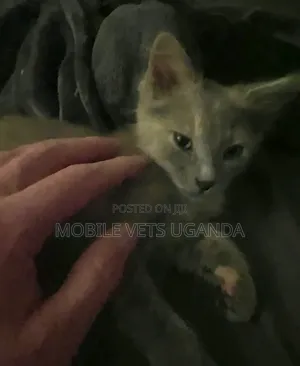 0-1 month Male Purebred Korat