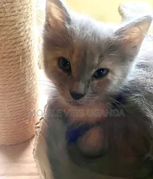0-1 month Female Purebred Exotic