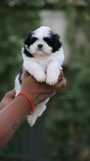 1-3 months Male Purebred Maltese