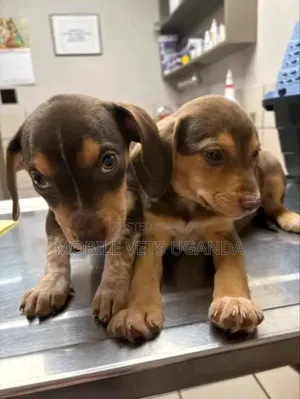 1-3 months Male Purebred Dachshund