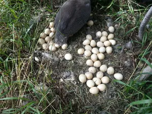 Guniea Fowls Eggs