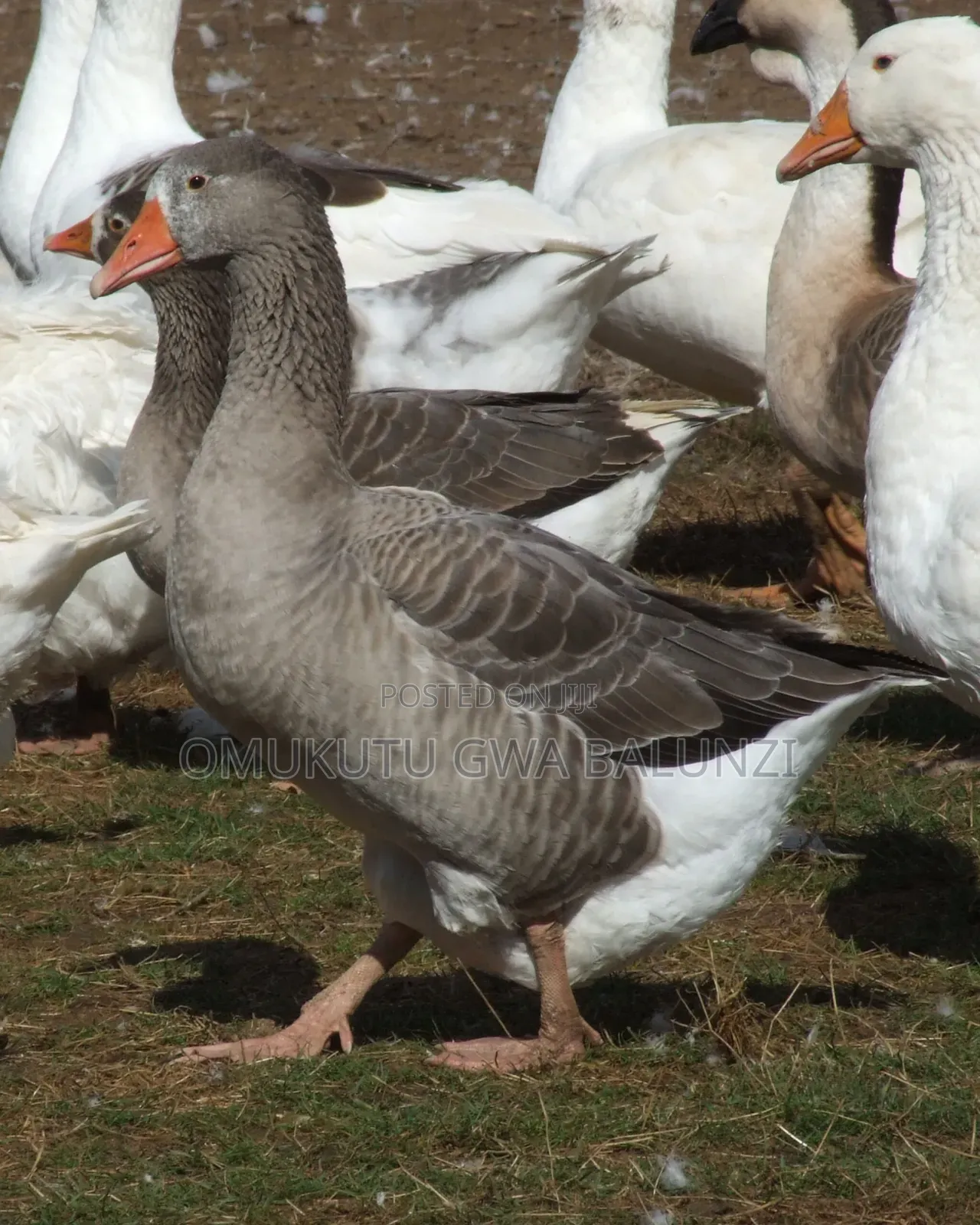 Mature Geese