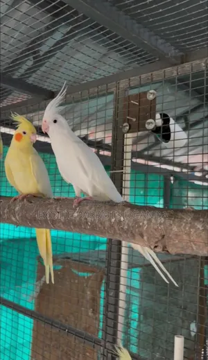 Cockatiels Available Trained
