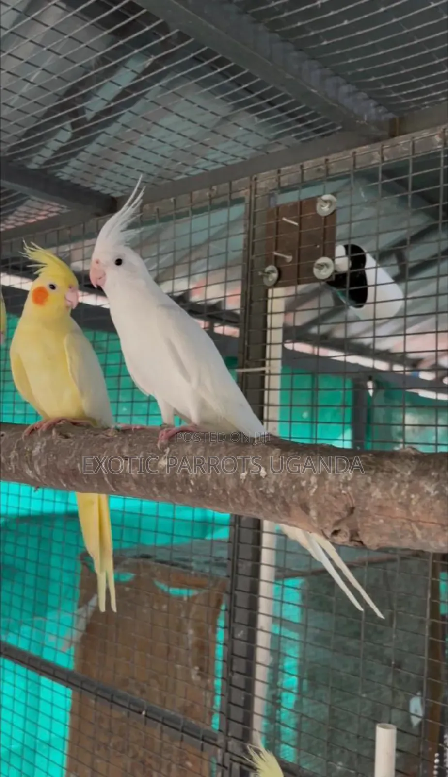 Cockatiels Available Trained