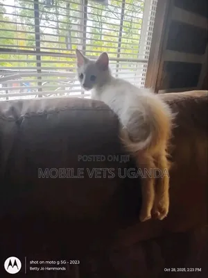 1-3 months Male Purebred Bombay