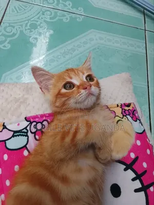 1-3 months Female Purebred Egyptian Mau