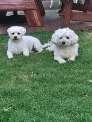 3-6 months Male Purebred Maltese