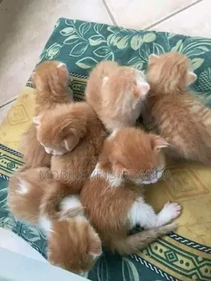 0-1 month Female Purebred Exotic