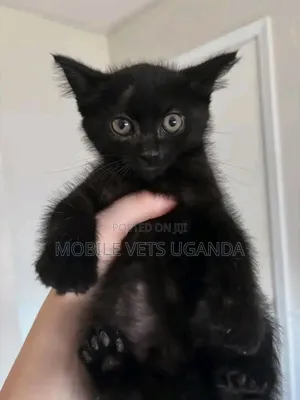 1-3 months Female Purebred Bombay