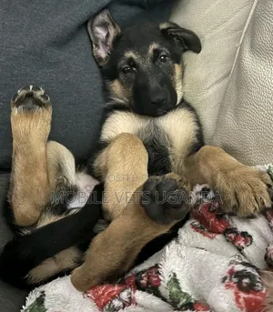 3-6 months Male Purebred German Shepherd