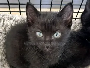0-1 month Male Purebred LaPerm