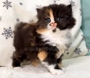 1-3 months Female Purebred Tabby