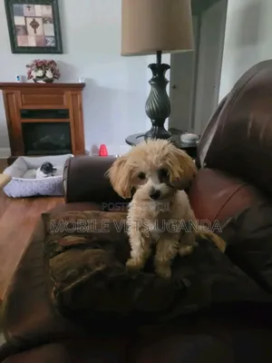 3-6 months Male Purebred Maltese