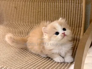 0-1 month Female Purebred Scottish Fold