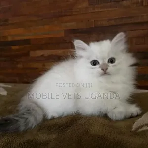 1-3 months Male Purebred American Shorthair