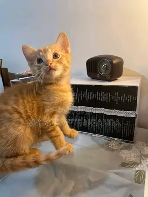 1-3 months Male Purebred American Bobtail