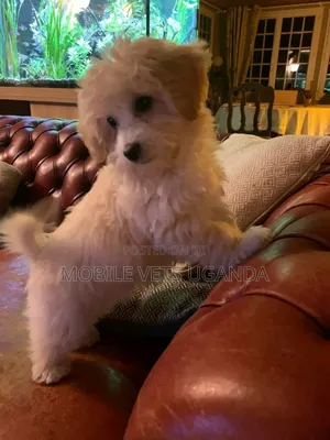 3-6 months Male Purebred Maltese