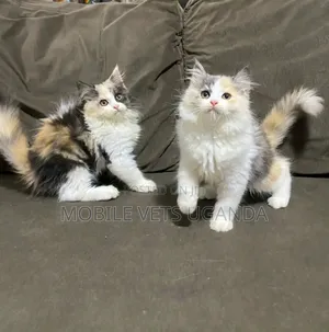 0-1 month Female Purebred Maine Coon