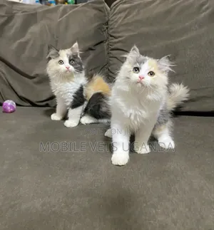 1-3 months Male Purebred Persian