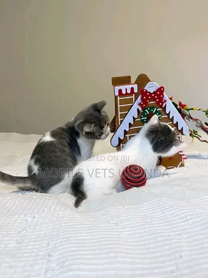 1-3 months Female Purebred Japanese Bobtail