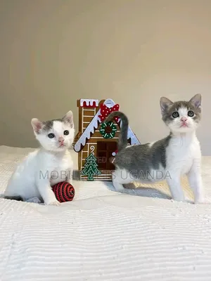 1-3 months Female Purebred American Shorthair