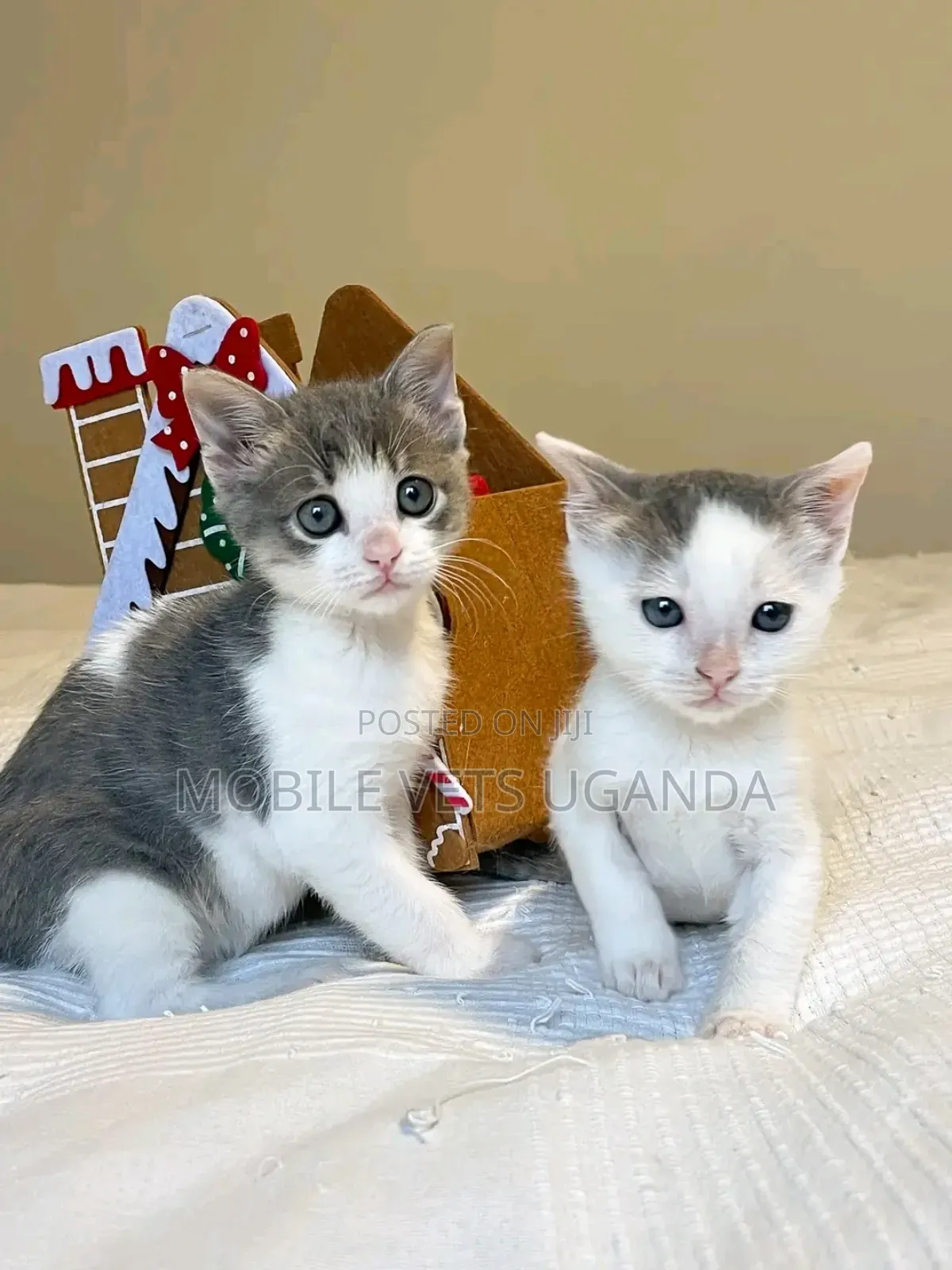 0-1 month Male Purebred Ragamuffin